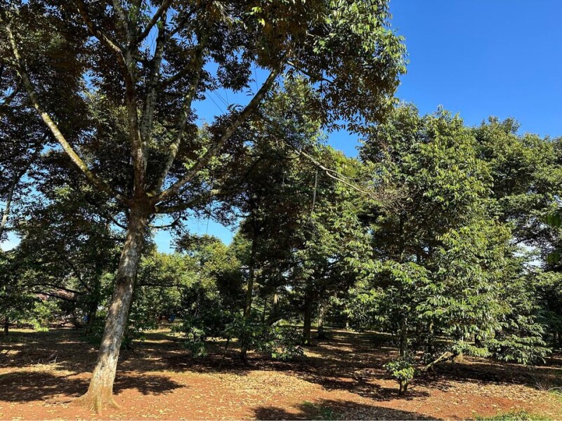 Bán Vườn Sầu Riêng, 3 mặt tiền đường, gần BVĐK Long Khánh, Diện tích 3300m2, giá đầu tư - 5.5 TỶ