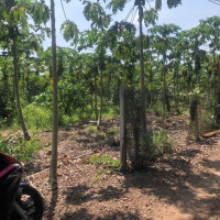 Bán Gấp, dt 6508m2, có 200m2 thổ cư, Giá Đầu Tư, Xã Xuân Phú-H Xuân Lộc-Đồng Nai, zalo 0974 728719